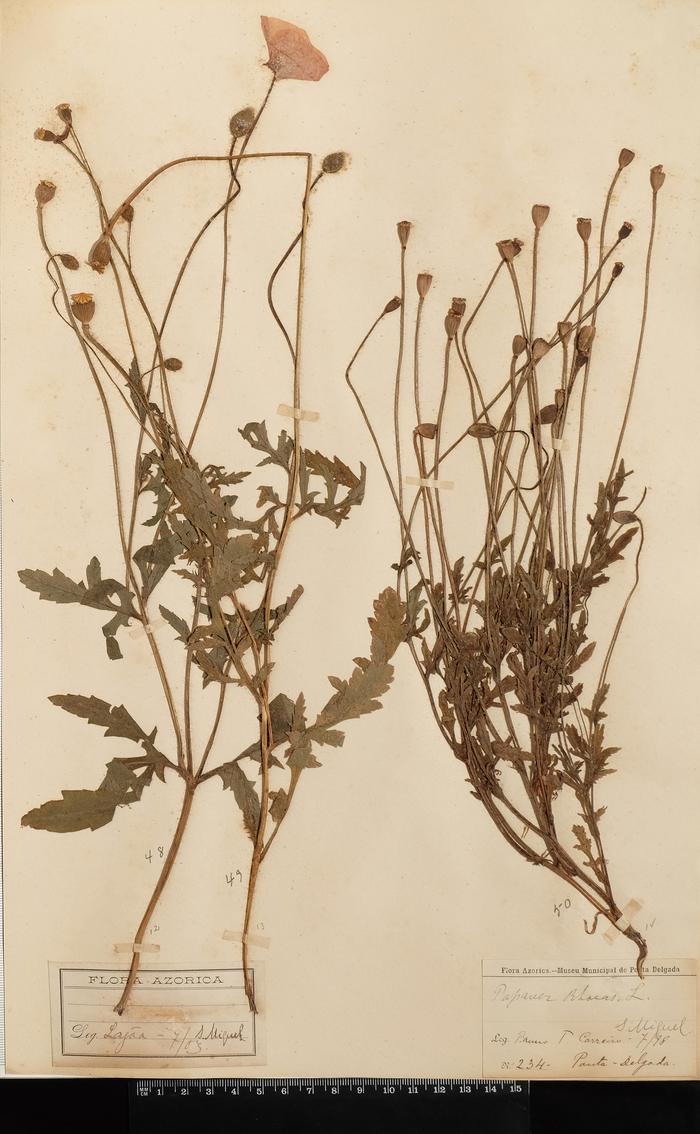 Papaver rhoeas L.