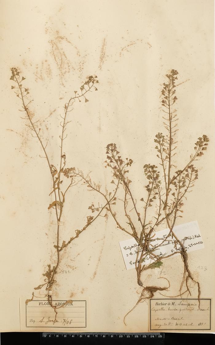 Capsella bursa-pastoris Medik.;Capsella bursa-pastoris Medik.