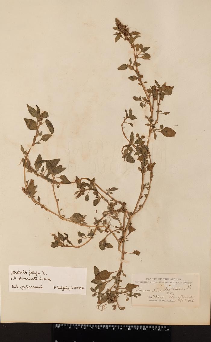 Amaranthus deflexus L.