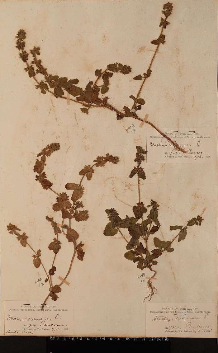 Stachys arvensis (L.) L.