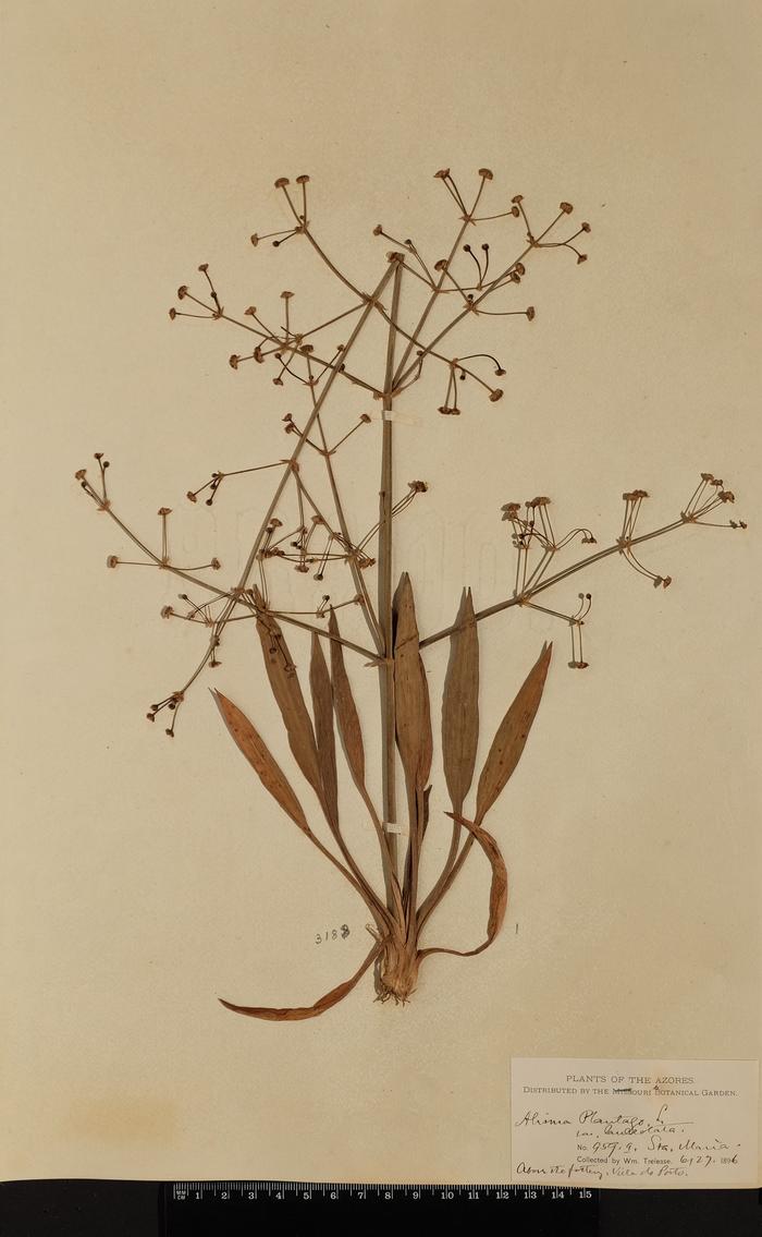 Alisma lanceolatum With.