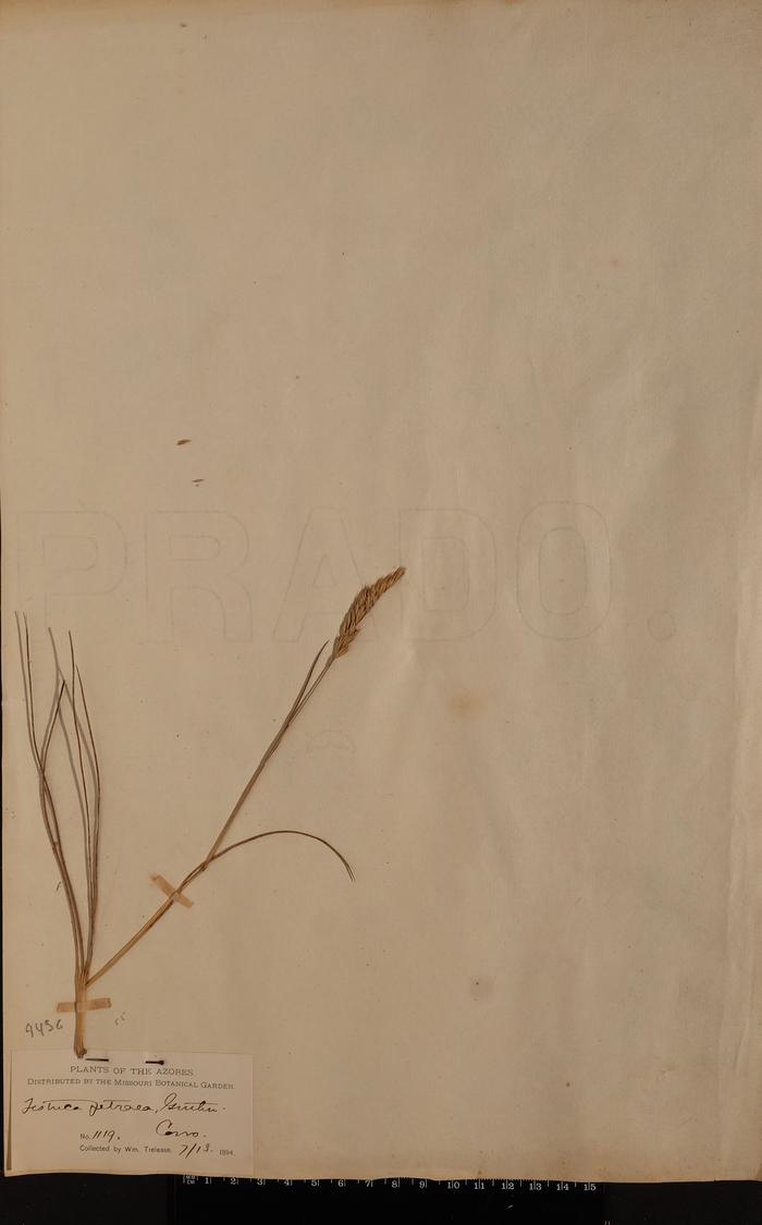 Festuca petraea Guthn. ex Seub.