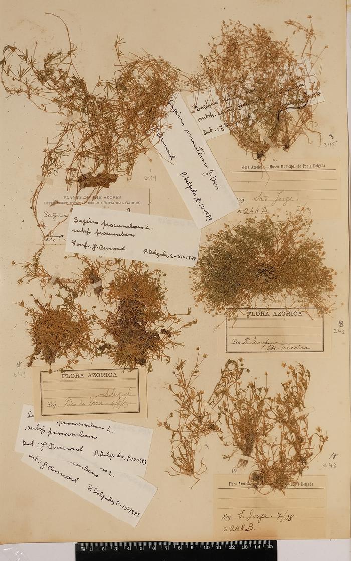 Sagina procumbens L.