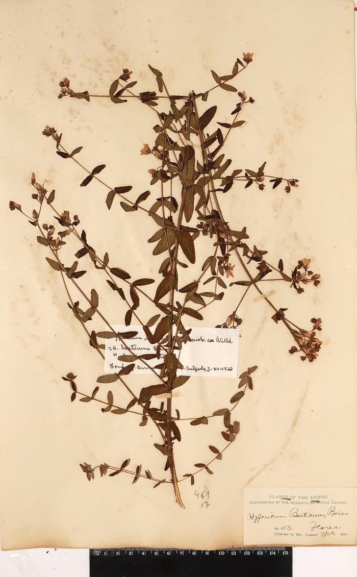 Hypericum undulatum Schousb. ex Willd.