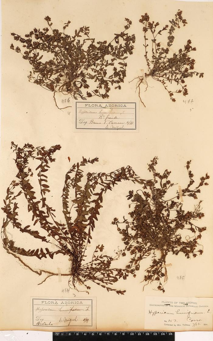Hypericum humifusum L.