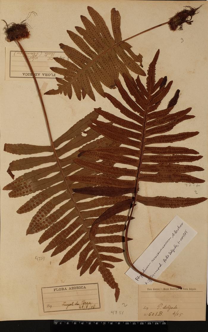 Polypodium azoricum (Vasc) R. Fern.;Polypodium azoricum (Vasc) R. Fern.