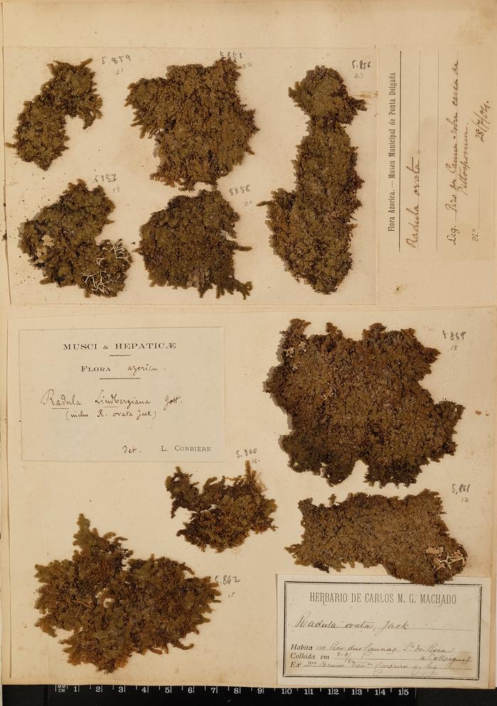 Radula ovata Jack.;Radula ovata Jack.