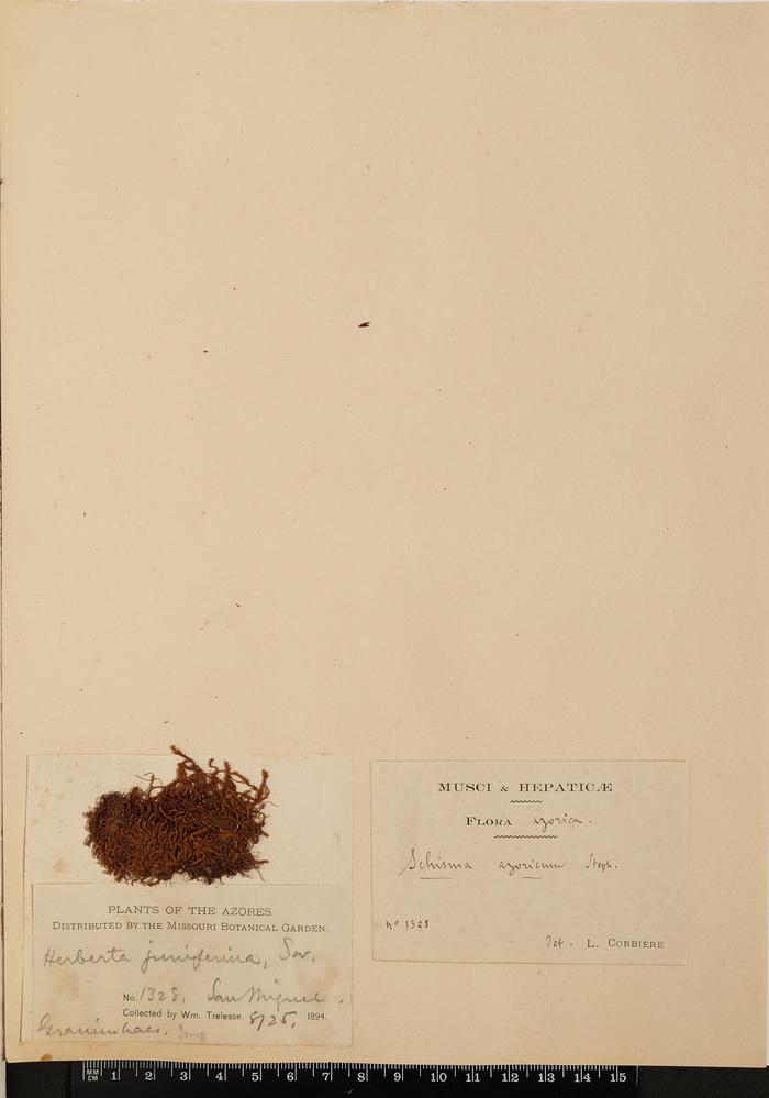 Herberta juniperina Spruce.