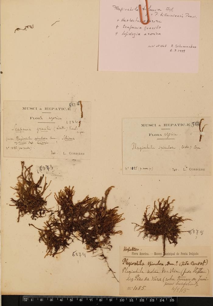 Plagiochila spinulosa Dumort.;Plagiochila spinulosa Dumort.;Plagiochila spinulosa Dumort.