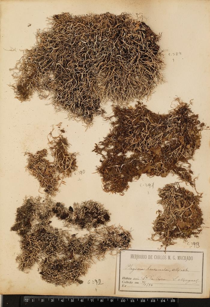 Physcia leucomelaena Ach.