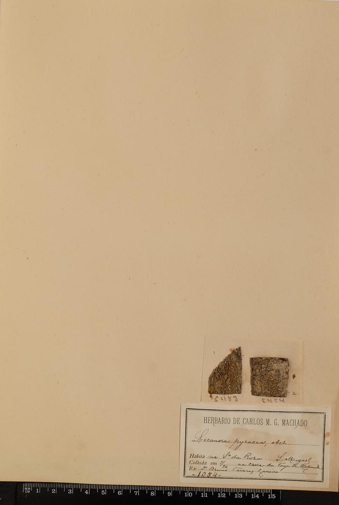 Caloplaca holocarpa (Hoffm.) A. E. Wade