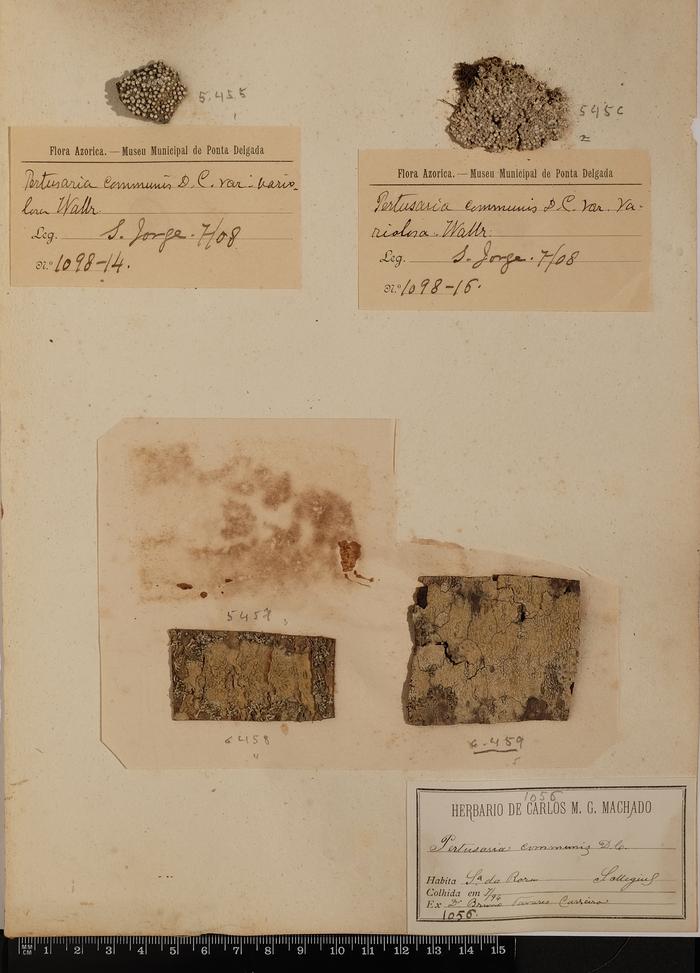 Pertusaria pertusa (Weigel) Tuck.