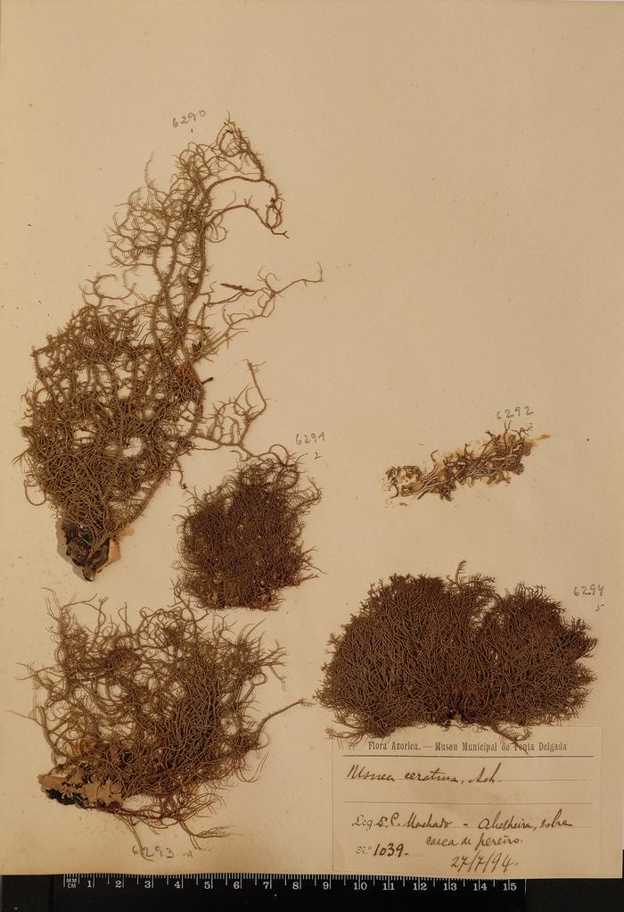 Usnea ceratina Schaer.