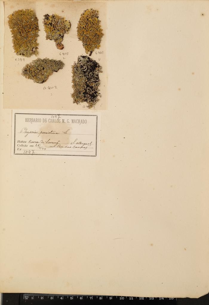 Xanthoria parietina (L.) Th. Fr.