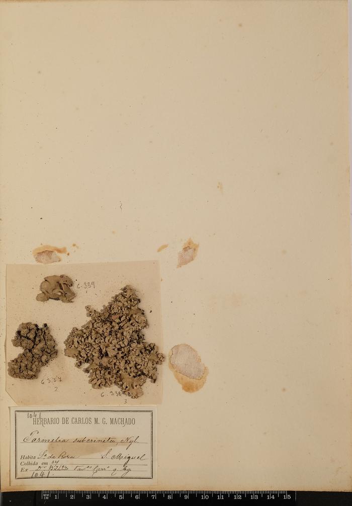 Parmotrema ultralucens (Krog) Hale