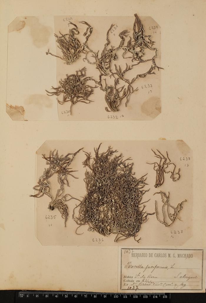 Roccella fuciformis (L.) DC.