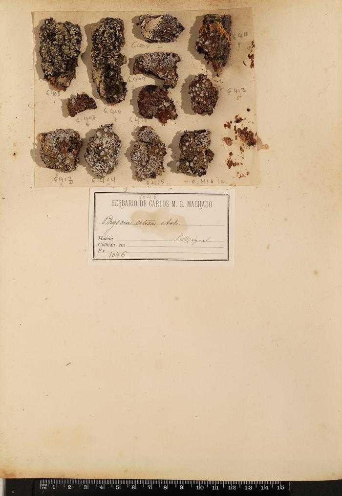 Physcia setosa Ach.