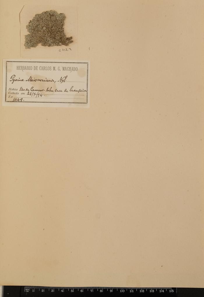 Pyxine meissnerina Nyl.