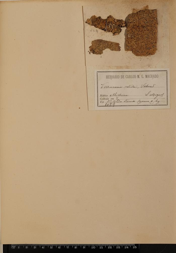 Pyrenula nitida (Weigel) Ach.