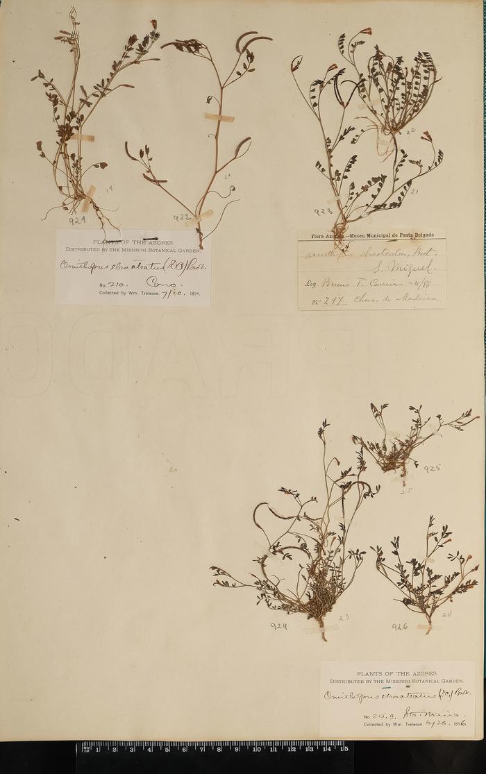 Ornithopus pinnatus (Mill.) Druce