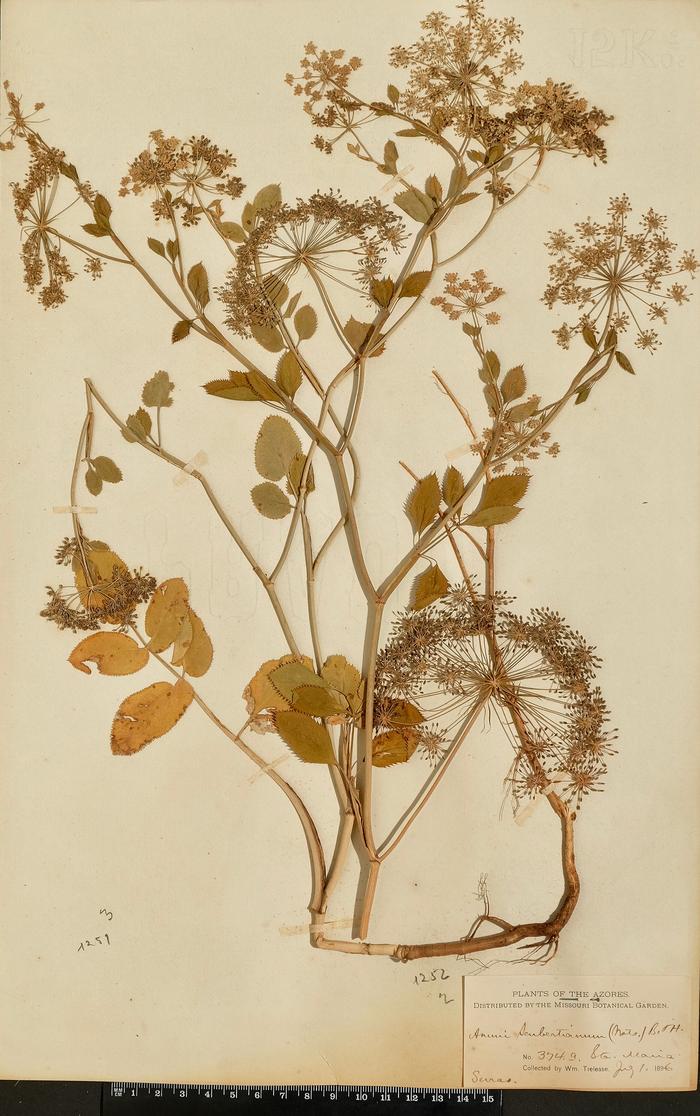 Ammi seubertianum (H. C. Watson) Trel.