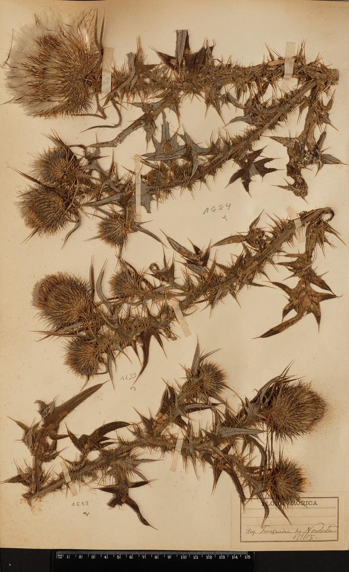 Cirsium vulgare (Savi) Ten.