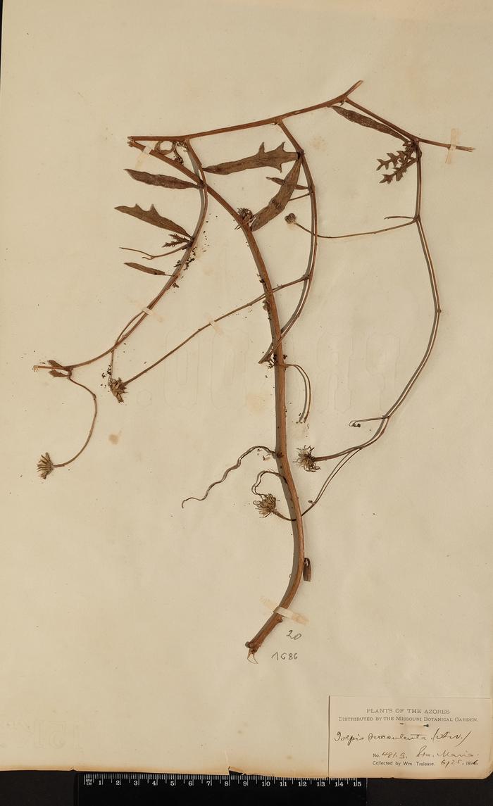 Tolpis succulenta (Dryand.) Lowe