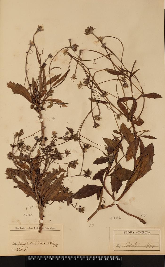 Tolpis succulenta (Dryand.) Lowe