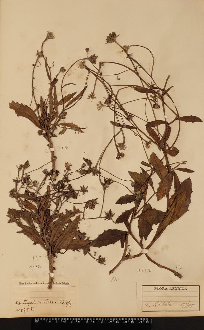 Tolpis succulenta (Dryand.) Lowe
