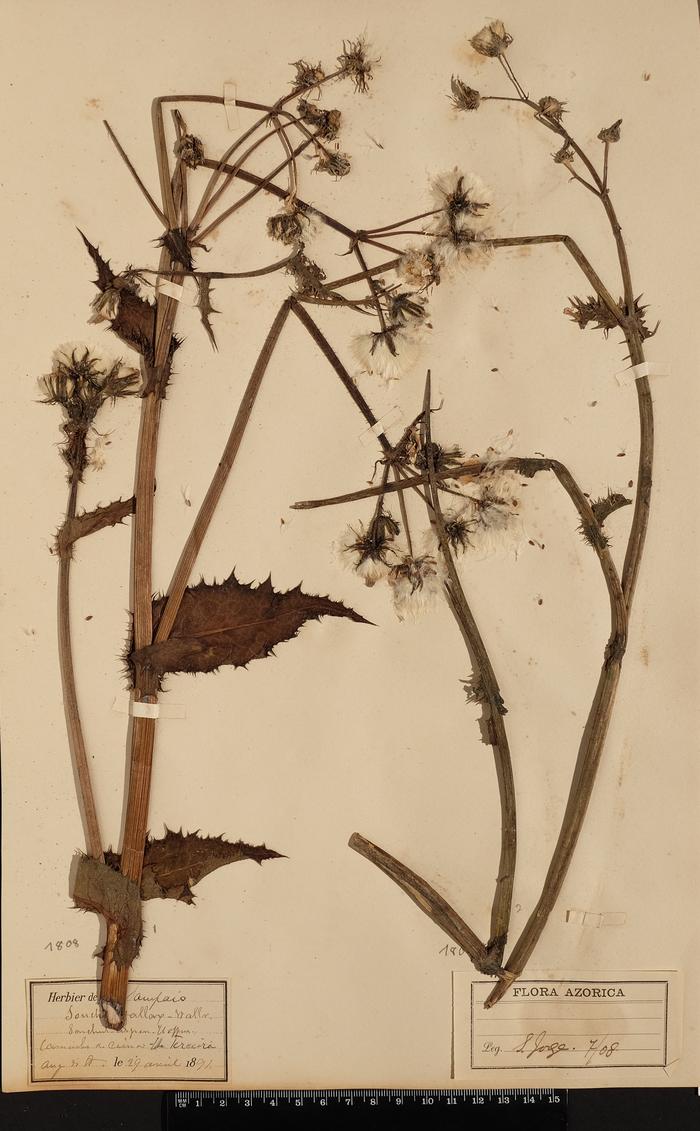 Sonchus oleraceus L.