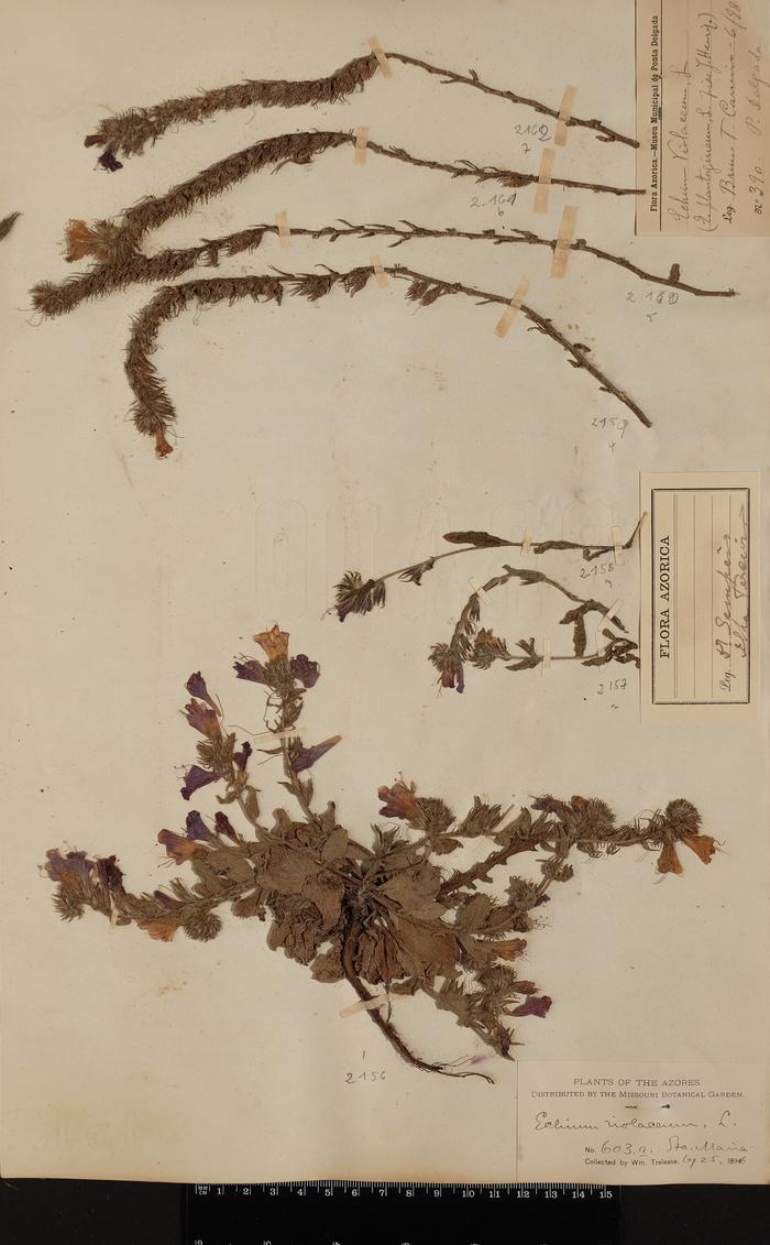 Echium plantagineum L.