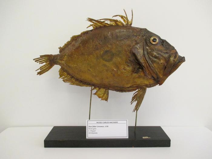 Zeus faber Linnaeus, 1758