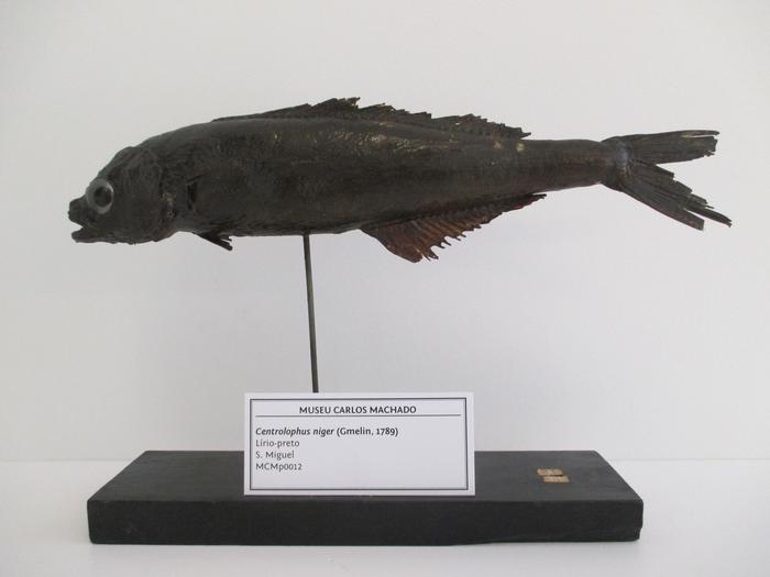 Centrolophus niger (Gmelin, 1789)