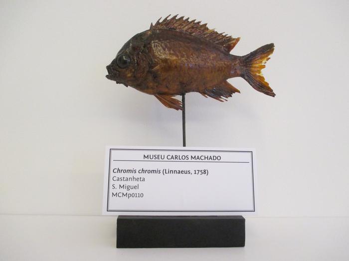 Chromis chromis (Linnaeus, 1758)