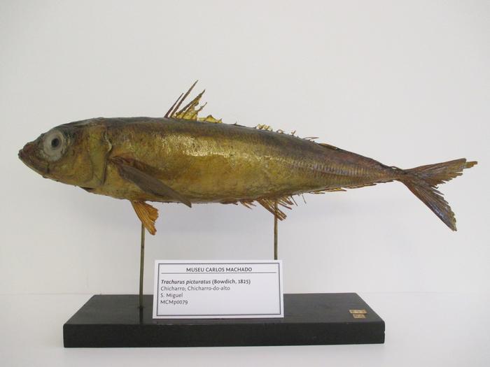 Trachurus picturatus (Bowdich, 1825)