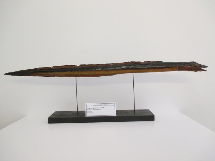 Conger conger (Linnaeus, 1758)