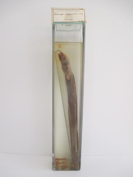 Paraconger macrops (Günther, 1870)
