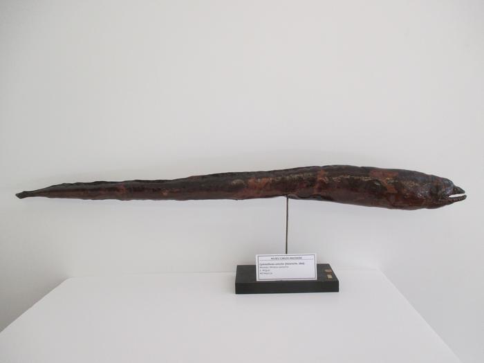 Gymnothorax unicolor (Delaroche, 1809)