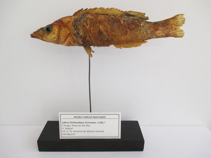 Cichlasoma bimaculatum (Linnaeus, 1758)