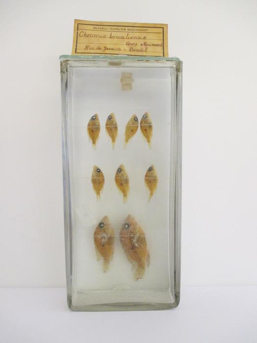 Geophagus brasiliensis (Quoy &amp; Gaimard, 1824) [Frasco - 9 exemplares]