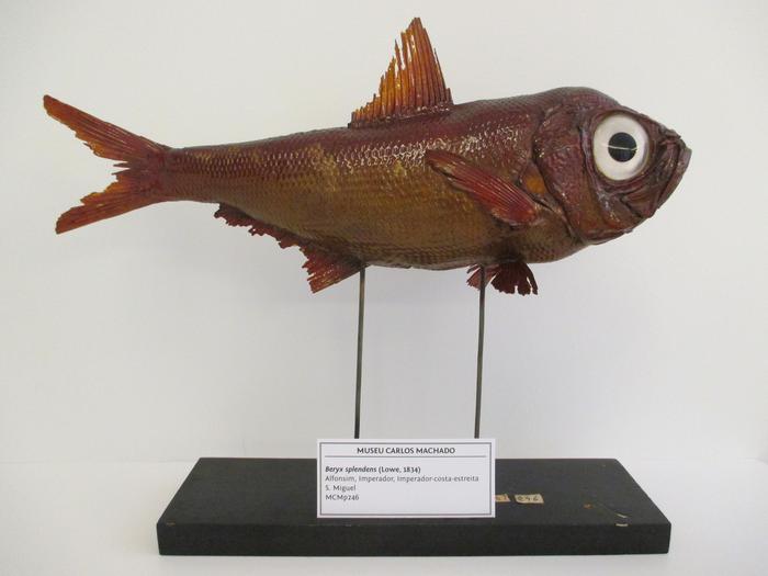 Beryx splendens Lowe, 1834