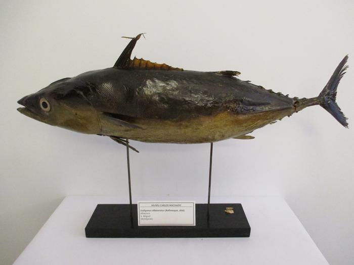 Katsuwonus pelamis (Linnaeus, 1758)