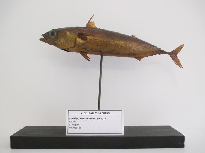 Scomber japonicus Houttuyn, 1782