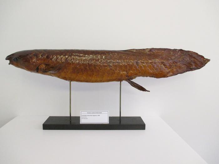 Neoceratodus forsteri (Krefft, 1870)