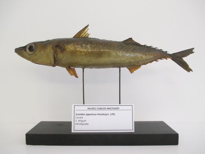 Scomber scombrus Linnaeus, 1758