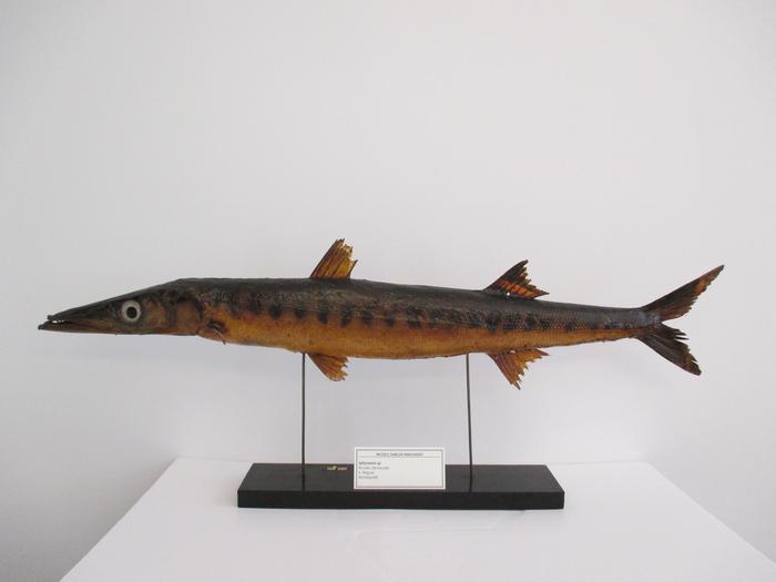 Sphyraena sphyraena (Linnaeus, 1758)
