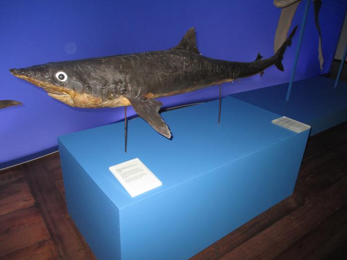 Galeorhinus galeus (Linnaeus, 1758)