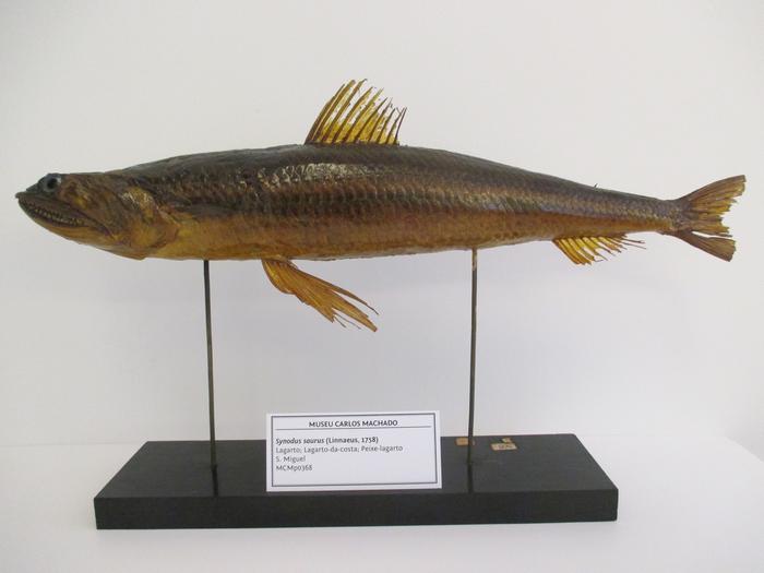 Synodus saurus (Linnaeus, 1758)