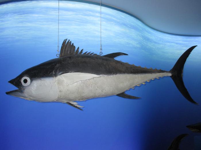 Thunnus obesus (Lowe, 1839)