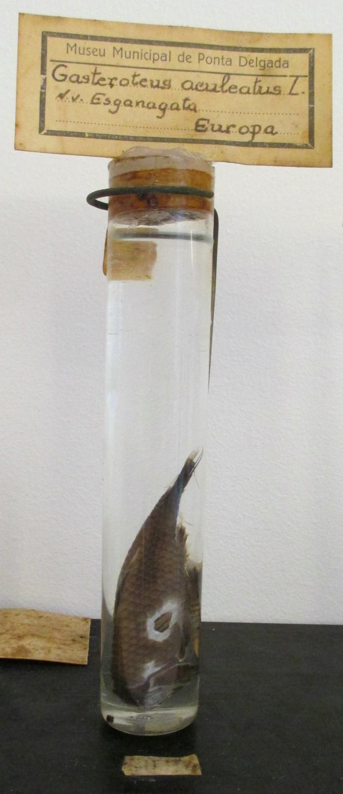 Gasterosteus aculeatus Linnaeus, 1758